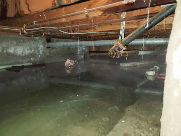 Best Sewage cleanup and water damage restoration  in Shannondale, WV
