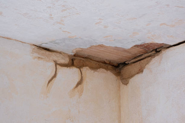 Best Local water damage restoration  in Shannondale, WV