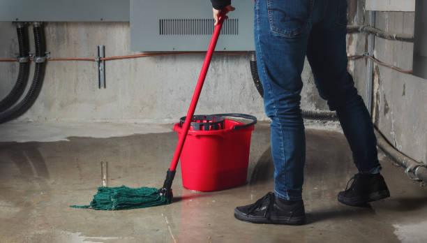 Best Professional water damage repair  in Shannondale, WV